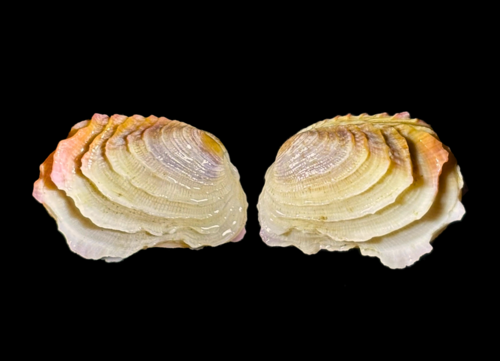 Irus Venus