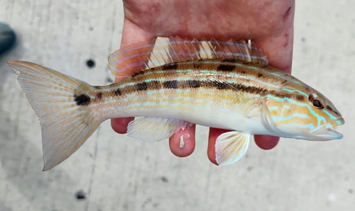 Sand Perch
