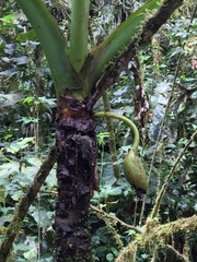 Xanthosoma undipes