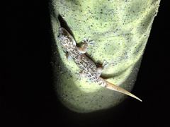 Phyllodactylus bordai