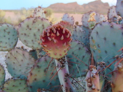 Opuntia macrocentra