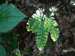 Adiantum trapeziforme