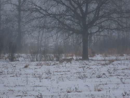 Coyote photographed in Michigan