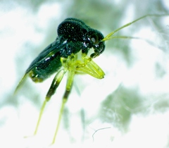 Pycnoderes medius