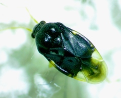 Pycnoderes medius