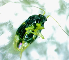 Pycnoderes medius