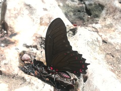 Mimoides phaon phaon