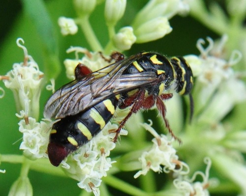 Myzinum haemorrhoidalis