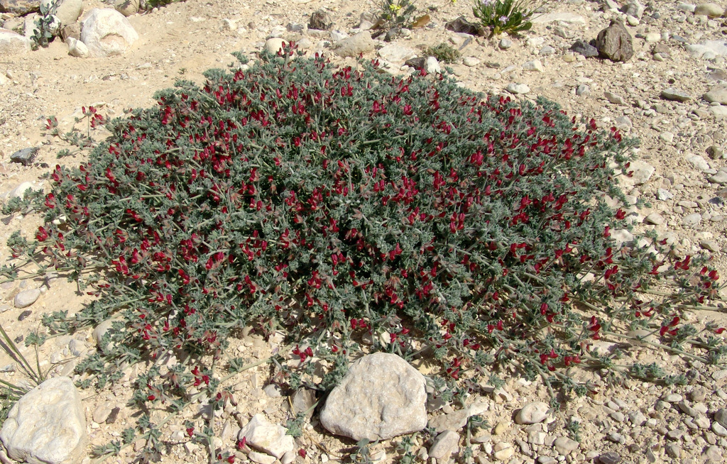 Lotus lanuginosus