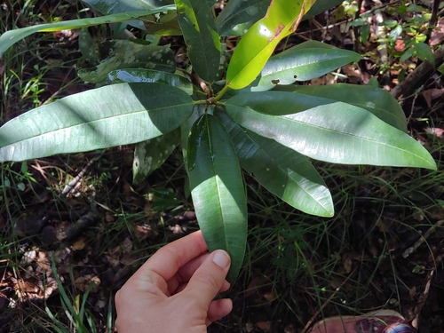 Manilkara pleeana