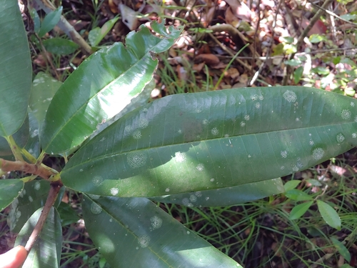 Manilkara pleeana, photograph 1