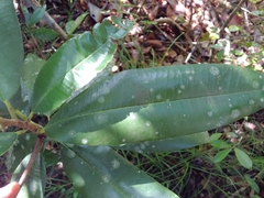 Manilkara pleeana, photograph (c) Kurt Miller, some rights reserved (CC BY-SA)
