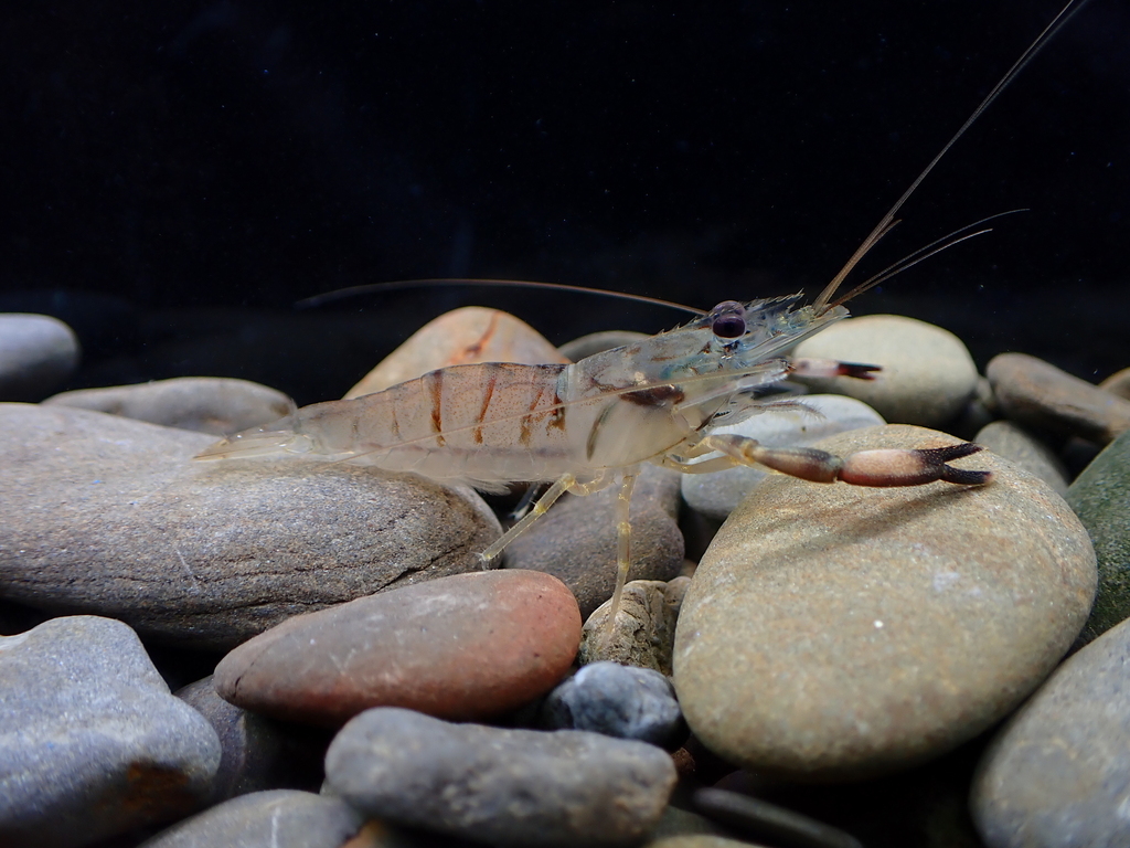 Macrobrachium horstii