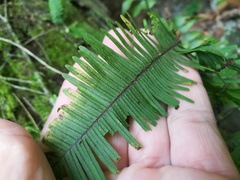 Pecluma plumula image