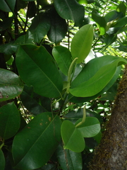 Magnolia ekmanii