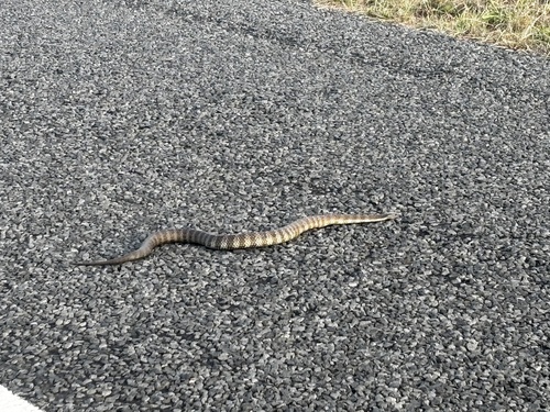 Tiger Snake sighting