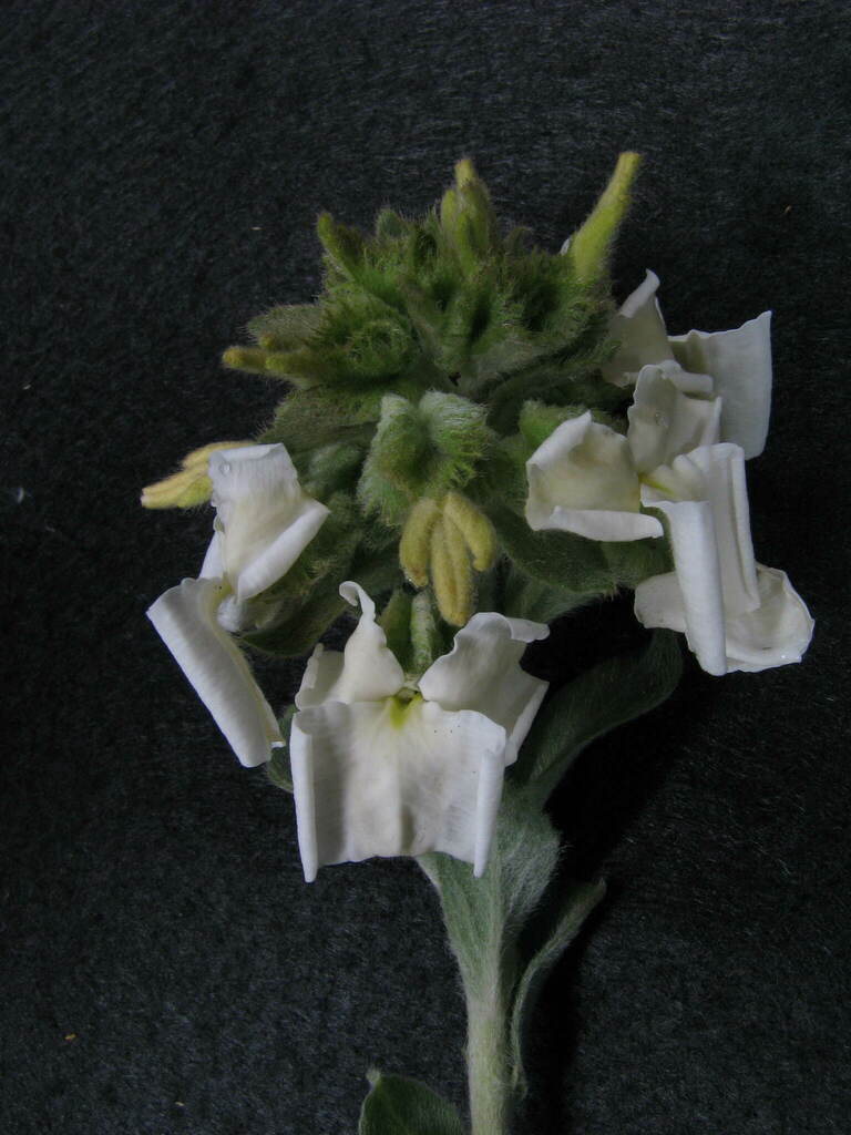 Pombalia velutina