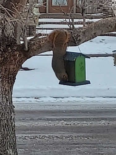 Eastern Fox Squirrel