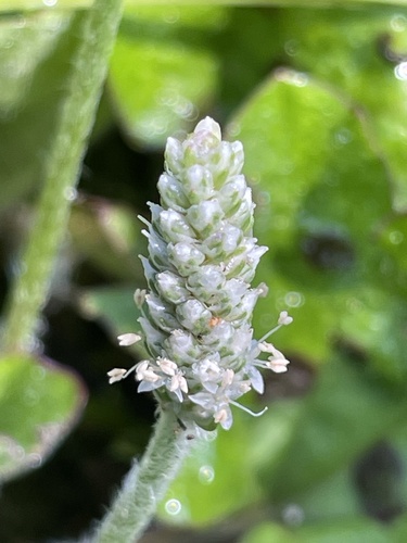 Plantago palmata