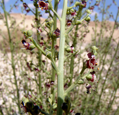 Scrophularia deserti