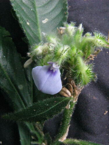 Hybanthus brevicaulis