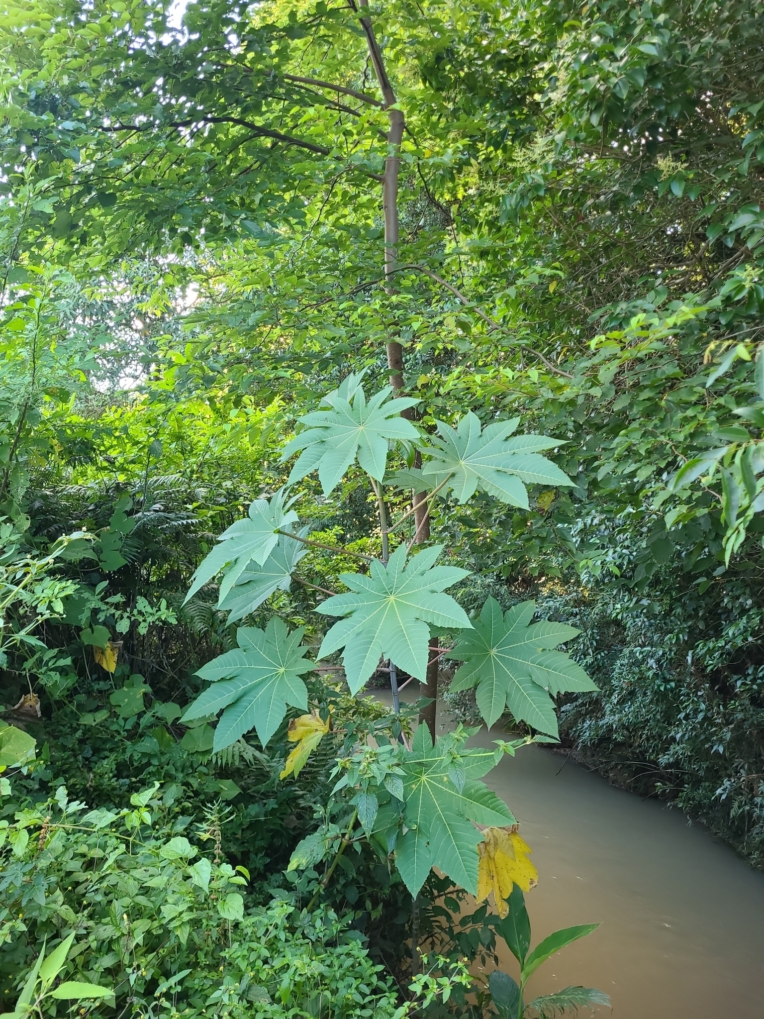 Ricinus communis