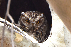 Megascops trichopsis