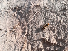 Dasymutilla arachnoides