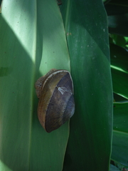 Polydontes
