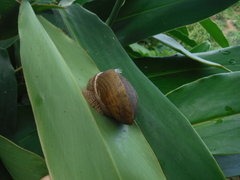 Polydontes