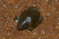 Uperodon globulosus
