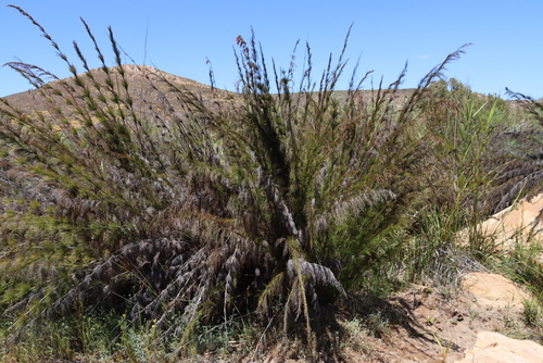 False Horsetail Capereed (Rhodocoma capensis)