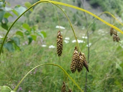 Carex caucasica