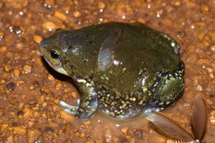 Uperodon globulosus