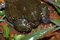 Uperodon globulosus