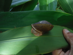 Polydontes