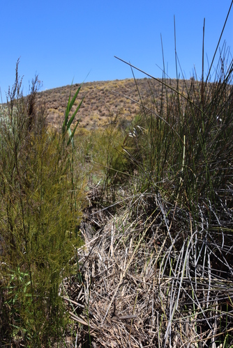Image of Restio paniculatus by (c) Tony Rebelo, some rights reserved (CC BY-SA)
