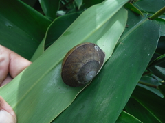 Polydontes