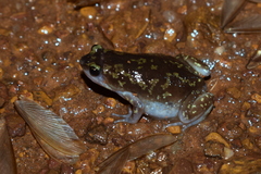 Uperodon variegatus