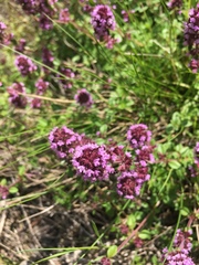 Serpyllum