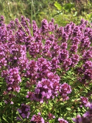 Serpyllum