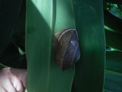 Polydontes
