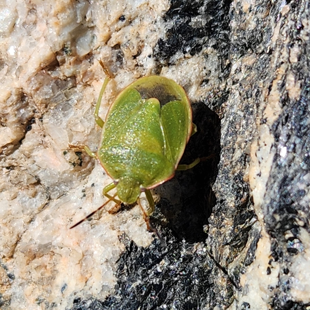 Chlorochroa congrua