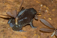 Uperodon globulosus