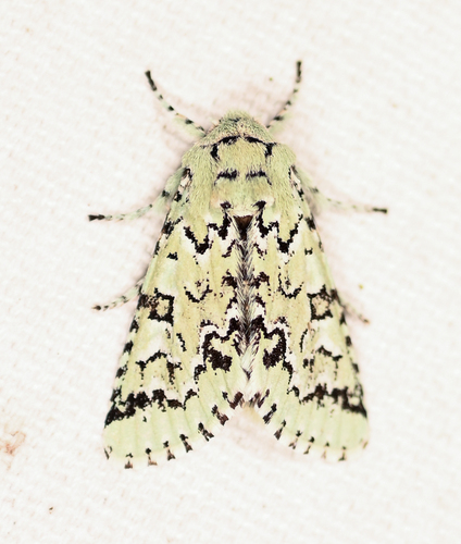 Major Sallow photo 4