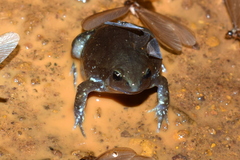Uperodon globulosus