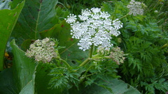 Selinum alatum
