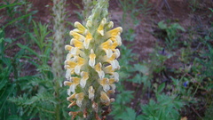Pedicularis condensata