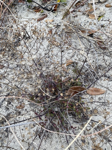 Trichostema nesophilum, photograph 6