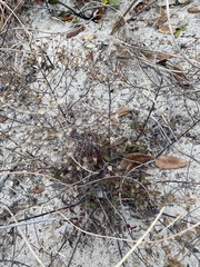 Trichostema nesophilum, photograph (c) Carol Ann McCormick, some rights reserved (CC BY)